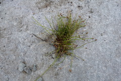 Isolepis distigmatosa