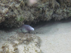 Gymnothorax griseus