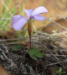 Oxalis eckloniana