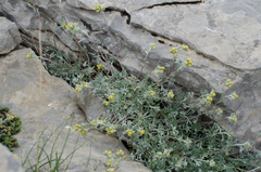 Artemisia umbelliformis