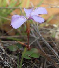 Oxalis eckloniana