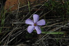 Oxalis eckloniana