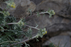 Artemisia umbelliformis