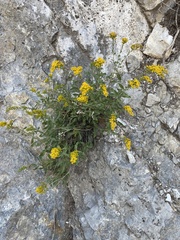 Petradoria pumila