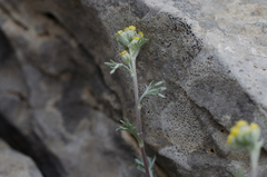 Artemisia umbelliformis