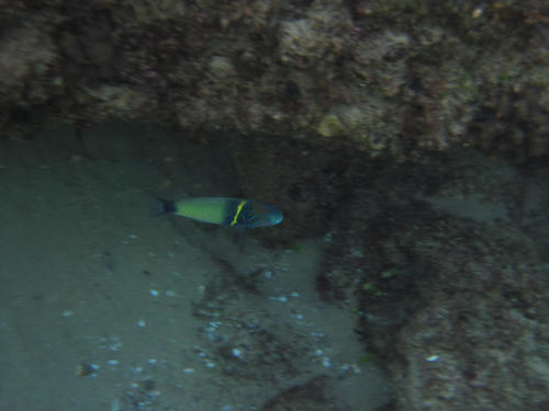 Thalassoma hebraicum