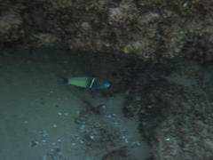 Thalassoma hebraicum
