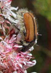 Trichostetha capensis