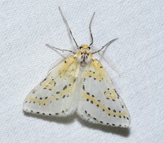 Philtraea monillata