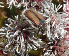 Trichostetha capensis