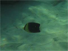 Chaetodon blackburnii