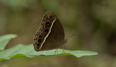 Mycalesis subdita
