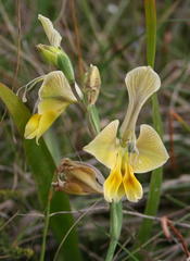Gladiolus virescens