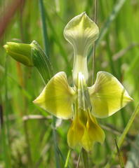 Gladiolus virescens