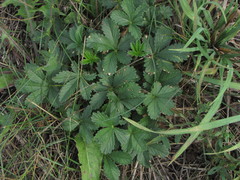 Potentilla thuringiaca