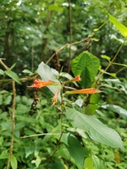 Cuphea appendiculata