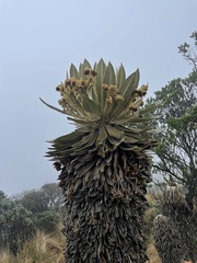 Espeletia hartwegiana