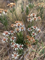Linochilus rupestris