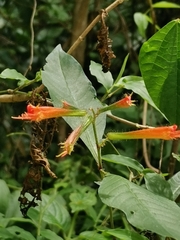 Cuphea appendiculata