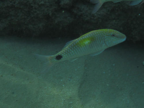 Parupeneus indicus