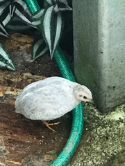 Coturnix