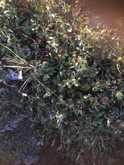 Cotoneaster integerrimus