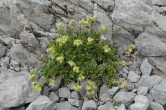 Potentilla nivalis