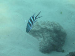 Abudefduf natalensis