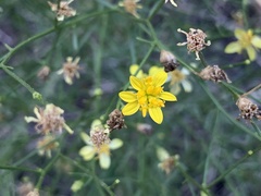 Gutierrezia serotina