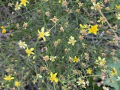 Gutierrezia serotina