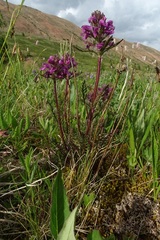 Pedicularis anthemifolia