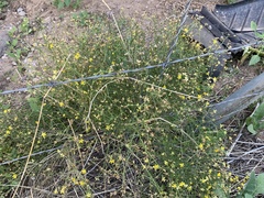 Gutierrezia serotina
