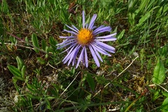 Aster flaccidus