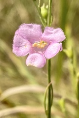 Agalinis skinneriana