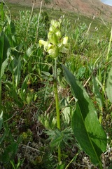 Pedicularis compacta