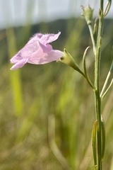 Agalinis skinneriana