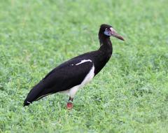 Ciconia abdimii