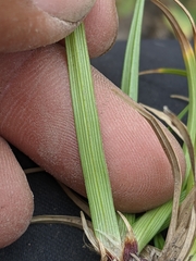 Carex concinnoides