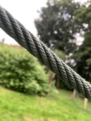 Tuberolachnus salignus