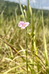 Agalinis skinneriana