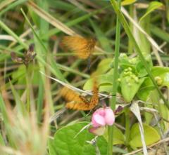 Pardopsis punctatissima