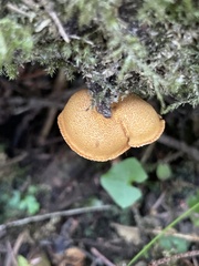 Phaeomarasmius proximans