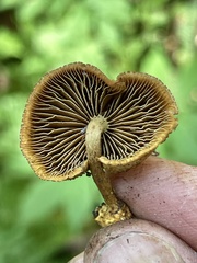 Phaeomarasmius proximans