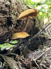 Phaeomarasmius proximans