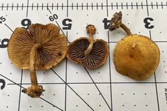 Phaeomarasmius proximans