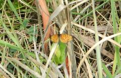 Pardopsis punctatissima