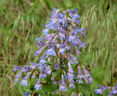 Penstemon wilcoxii