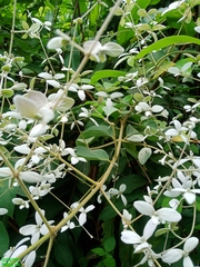 Congea tomentosa