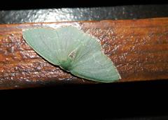 Neromia impostura