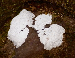 Phlyctis petraea